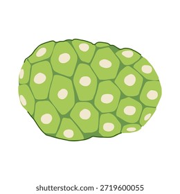 Ilustración vectorial de frutas de noni que presenta un superalimento tropical verde rico en vitaminas y antioxidantes, conocido por sus beneficios para la salud y aplicaciones de medicina natural