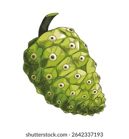 Boceto de Vector de fruta de noni. Morinda citrifolia tropical dibujada a mano, fruta de queso verde. Planta medicinal. Súper comida. Alimento de desintoxicación de dieta orgánica fresca. Ilustración de color botánico aislado