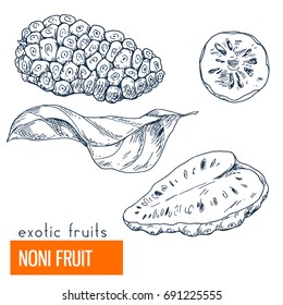 Noni. Hand drawn vector illustration, vintage engraving style.