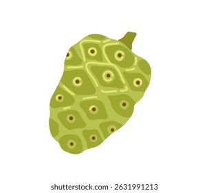 Noni tropical exotic fruit. Vector hand-drawn illustration, isolated on white background.