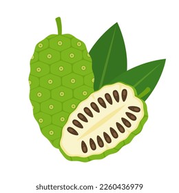 No hay fruta entera y la mitad está aislada de fondo blanco. Morinda citrifolia, gran morinda, indio o icono de la morera de playa. Ilustración vectorial de frutos exóticos tropicales en estilo plano.