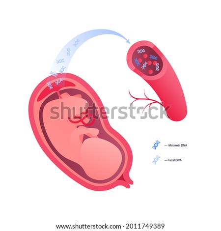 Noninvasive parental testing NIPT concept. Vector flat healthcare illustration. Genetic test. Embryo in womb, blood vessel, dna spiral symbol. Design for healthcare, pharmacy, family planning