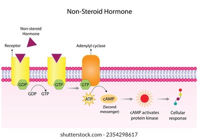 Nonsteroid hormones mechanism of action. The hormone is the first messenger, binds to the receptor and activating a second messenger inside the cell resulting in cellular response. Vector illustration