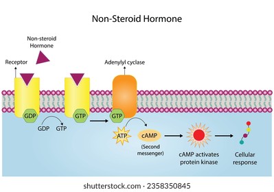 Nicht-steroidaler Hormonmechanismus. Das Hormon ist der erste Botenstoff, bindet sich an den Rezeptor und aktiviert einen zweiten Botenstoff in der Zelle, was zu einer zellulären Reaktion führt. Vektorgrafik