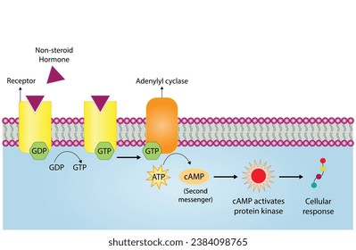 Nicht-steroidaler Hormonmechanismus. Das Hormon ist der erste Botenstoff, bindet sich an den Rezeptor und aktiviert einen zweiten Botenstoff in der Zelle, was zu einer zellulären Reaktion führt. Vektorgrafik