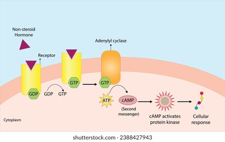 Nonsteroid hormones mechanism of action. The hormone is the first messenger, binds to the receptor and activating a second messenger inside the cell resulting in cellular response. Vector illustration