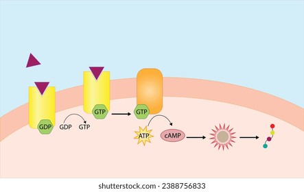 Nonsteroid hormones mechanism of action. The hormone is the first messenger, binds to the receptor and activating a second messenger inside the cell resulting in cellular response. Vector illustration