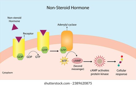 Nonsteroid hormones mechanism of action. The hormone is the first messenger, binds to the receptor and activating a second messenger inside the cell resulting in cellular response. Vector illustration