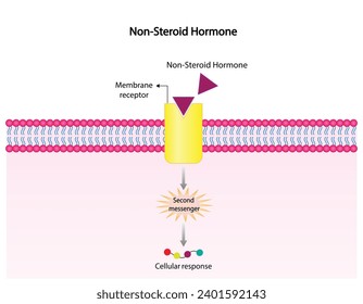 Nonsteroid hormones mechanism of action. The hormone is the first messenger, binds to the receptor and activating a second messenger inside the cell resulting in cellular response. Vector illustration