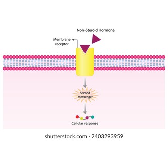 Nicht-steroidaler Hormonmechanismus. Das Hormon ist der erste Botenstoff, bindet sich an den Rezeptor und aktiviert einen zweiten Botenstoff in der Zelle, was zu einer zellulären Reaktion führt. Vektorgrafik