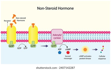 Mecanismo de acción de las hormonas no esteroides. La hormona es el primer mensajero, se une al receptor y activa un segundo mensajero dentro de la célula, dando como resultado una respuesta celular. Ilustración del vector