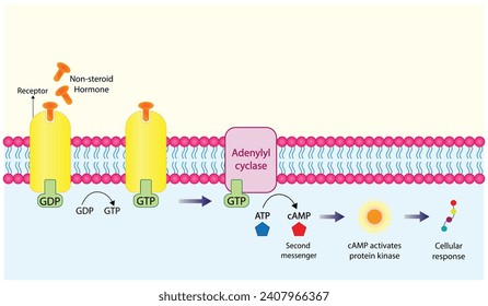 Nonsteroid hormones mechanism of action. The hormone is the first messenger, binds to the receptor and activating a second messenger inside the cell resulting in cellular response. Vector illustration