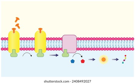 Nonsteroid hormones mechanism of action. The hormone is the first messenger, binds to the receptor and activating a second messenger inside the cell resulting in cellular response. Vector illustration