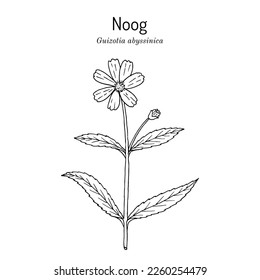 Noog or nug (Guizotia abyssinica), edible and medicinal plant. Hand drawn botanical vector illustration