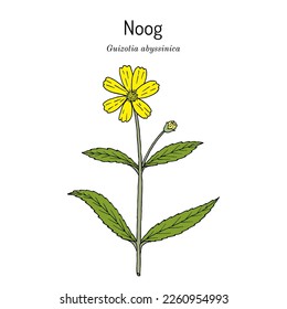 Noog or nug (Guizotia abyssinica), edible and medicinal plant. Hand drawn botanical vector illustration