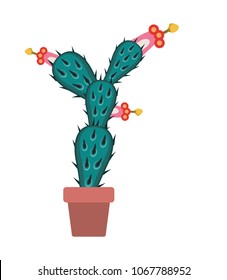 nopal cactus in pot