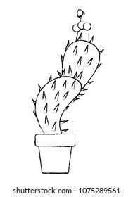 nopal cactus in pot