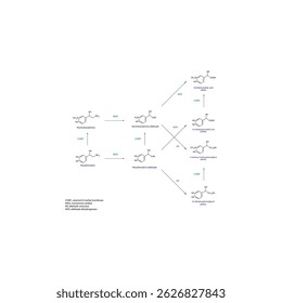 Noradrenaline Metabolism Pathways – Biochemical Breakdown to Normetanephrine, DHPG, MHPG, DHMA, and VMA – Simple Schematic Illustration with Molecular Structures and Enzymatic Transformations