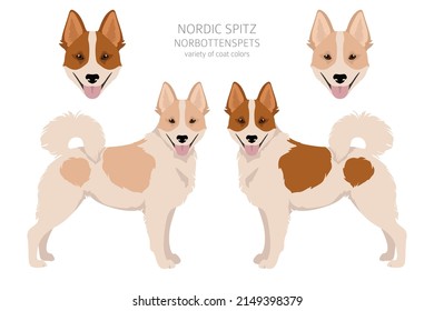 Nordic Spitz clipart. Different poses, coat colors set.  Vector illustration