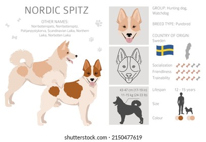 Nordic Spitz clipart. Different poses, coat colors set.  Vector illustration