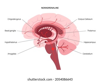 Norepinephrine Hormones Pathway In Human Brain. Noradrenaline Or Noradrenalin Neurotransmitter Concept. Mobilize Brain And Body For Action. Stress, Danger, Fight Or Flight Response Vector Illustration