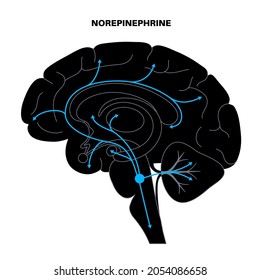 Norepinephrine Hormones Pathway In Human Brain. Noradrenaline Or Noradrenalin Neurotransmitter Concept. Mobilize Brain And Body For Action. Stress, Danger, Fight Or Flight Response Vector Illustration