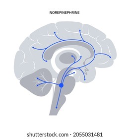 Norepinephrine hormones pathway in human brain. Noradrenaline or noradrenalin neurotransmitter concept. Mobilize brain and body for action. Stress, danger, fight or flight response vector illustration svg