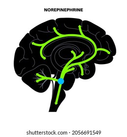 Norepinephrine Hormones Pathway In Human Brain. Noradrenaline Or Noradrenalin Neurotransmitter Concept. Mobilize Brain And Body For Action. Stress, Danger, Fight Or Flight Response Vector Illustration