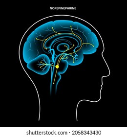 Norepinephrine Hormones Pathway In Human Brain. Noradrenaline Or Noradrenalin Neurotransmitter Concept. Mobilize Brain And Body For Action. Stress, Danger, Fight Or Flight Response Vector Illustration