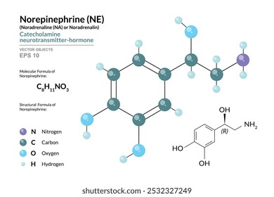 Norepinephrine (NE) or Noradrenaline (NA). Structural Chemical Formula and 3d Model of Molecule. C8H11NO3. Atoms with Color Coding. Vector Graphic Illustration for Educational and Scientific Materials