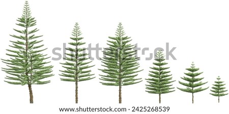 Norfolk Island pine plants isolated on white background