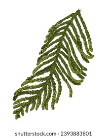 Norfolk Island pine tree branch vector