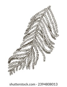 Norfolk Island pine tree branch vector