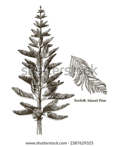 Norfolk Island pine tree with branch vector