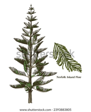 Norfolk Island pine tree with branch vector