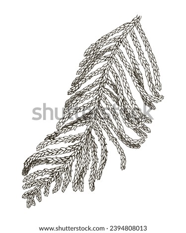 Norfolk Island pine tree branch vector
