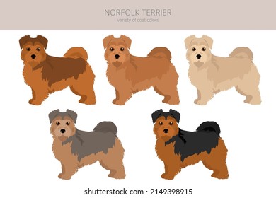 Norfolk terrier clipart. Different poses, coat colors set.  Vector illustration