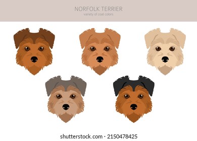 Norfolk terrier clipart. Different poses, coat colors set.  Vector illustration