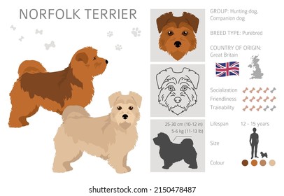 Norfolk terrier clipart. Different poses, coat colors set.  Vector illustration