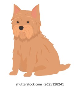 Norfolk terrier dog sitting and looking attentive, dog with brown fur