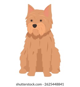 Norfolk terrier dog sitting and looking directly forward, isolated on a white background