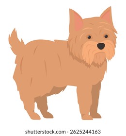 Norfolk terrier dog standing, domestic animal and pet concept illustration