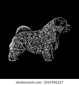 norfolk terrier hand drawing vector isolated on black background.