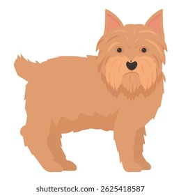 Norfolk terrier de pé com pernas curtas e pele marrom
