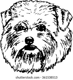 Norfolk terrier vector illustration. Purebred dog vector illustration. Hand drawn dog sketch. 