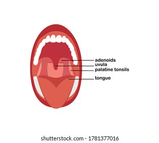 303 Adenoids and tonsils Images, Stock Photos & Vectors | Shutterstock