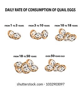 Norma eating quail eggs. Depending on the age. Infographics. Vector illustration on isolated background.