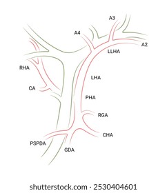 Padrão arterial normal dos dutos biliares extra-hepáticos supradrenais