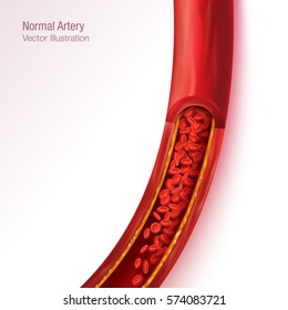 Normal artery red blood flow realistic vector illustration isolated background