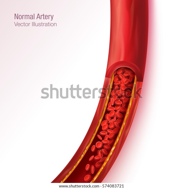 通常の動脈の赤い血流のリアルなベクターイラスト背景 のベクター画像素材 ロイヤリティフリー